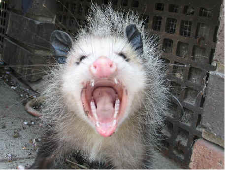 american-possum.jpg